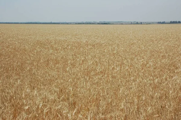 Golden Wheat Fields Northern Argentina — стокове фото