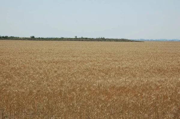 Golden Wheat Fields Northern Argentina — Foto de Stock