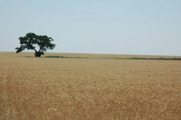 Kuzey Arjantin 'deki altın buğday tarlaları