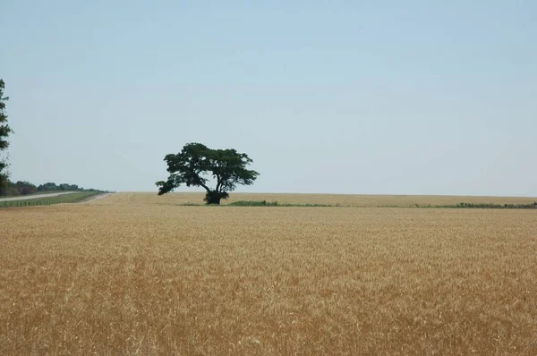Kuzey Arjantin 'deki altın buğday tarlaları