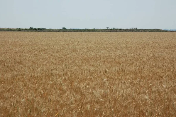 Kuzey Arjantin 'deki altın buğday tarlaları
