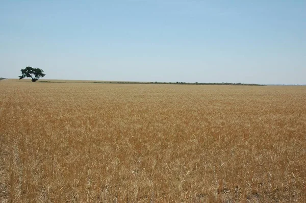 Kuzey Arjantin 'deki altın buğday tarlaları