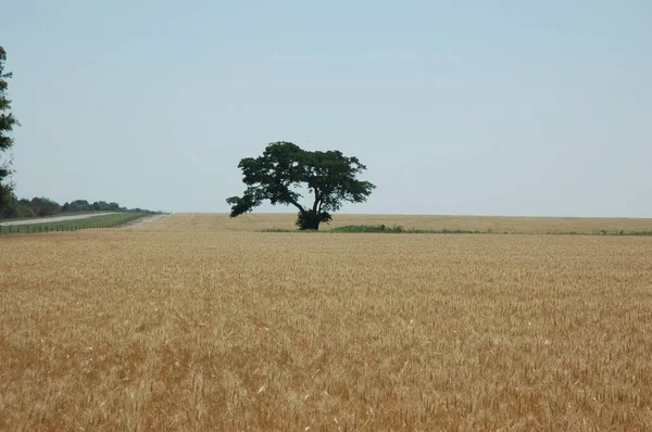 Kuzey Arjantin 'deki altın buğday tarlaları