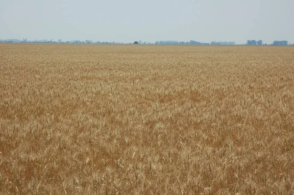 Kuzey Arjantin 'deki altın buğday tarlaları