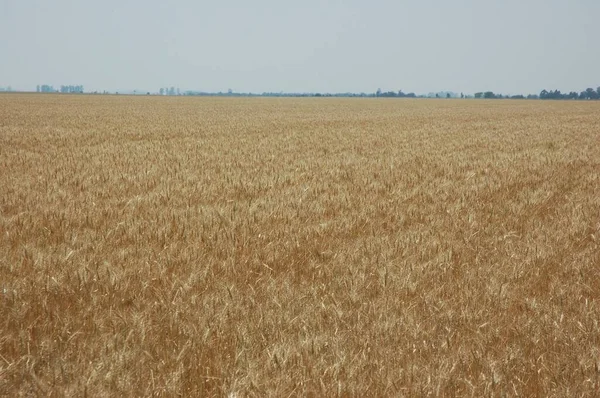 Kuzey Arjantin 'deki altın buğday tarlaları