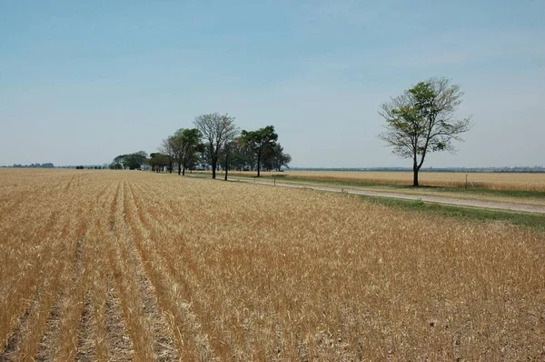 Kuzey Arjantin 'deki altın buğday tarlaları