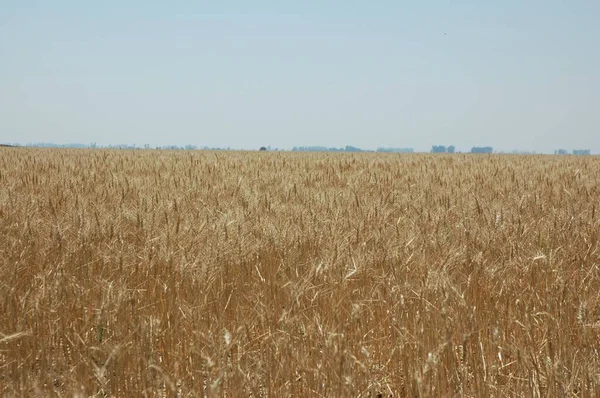 Kuzey Arjantin 'deki altın buğday tarlaları