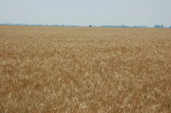 Kuzey Arjantin 'deki altın buğday tarlaları
