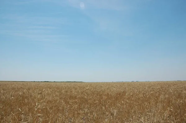 Kuzey Arjantin 'deki altın buğday tarlaları