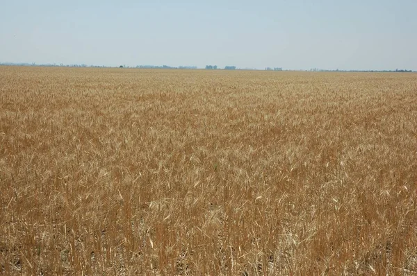 Kuzey Arjantin 'deki altın buğday tarlaları
