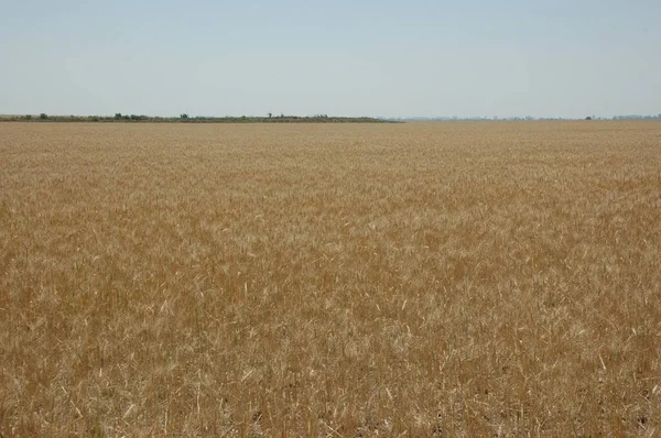 Kuzey Arjantin 'deki altın buğday tarlaları