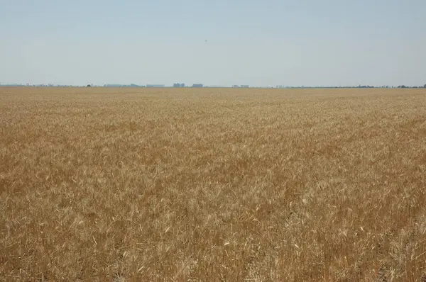 Kuzey Arjantin 'deki altın buğday tarlaları