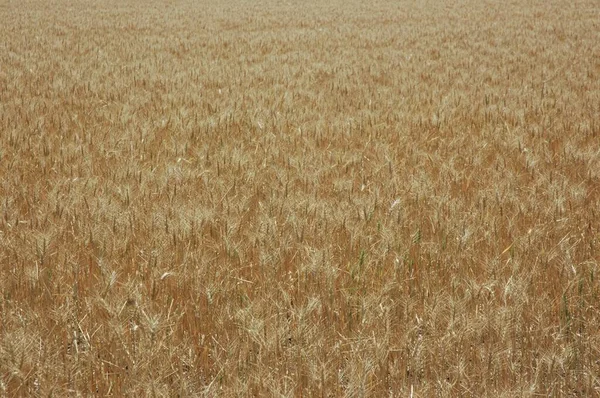 Golden Wheat Fields Northern Argentina — Foto de Stock
