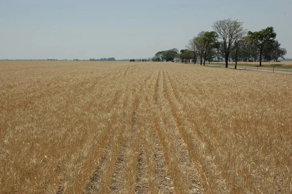 Kuzey Arjantin 'deki altın buğday tarlaları