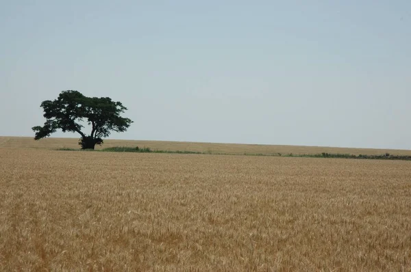 Kuzey Arjantin 'deki altın buğday tarlaları