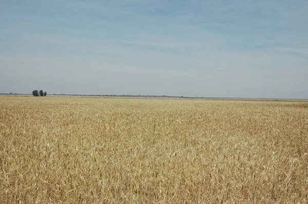Kuzey Arjantin 'deki altın buğday tarlaları