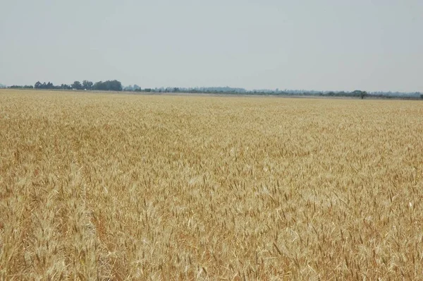 Kuzey Arjantin 'deki altın buğday tarlaları