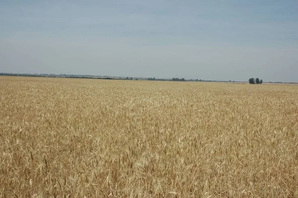 Kuzey Arjantin Deki Altın Buğday Tarlaları — Stok fotoğraf