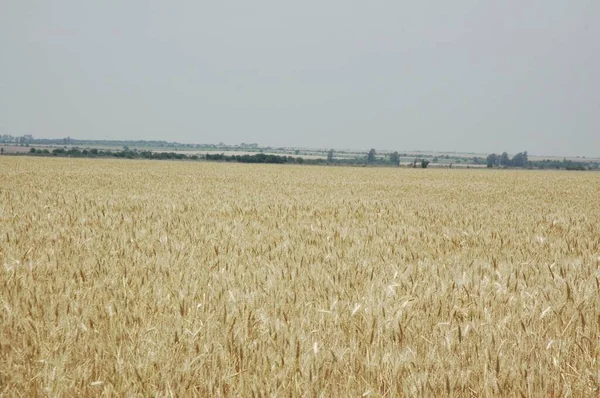 Kuzey Arjantin 'deki altın buğday tarlaları
