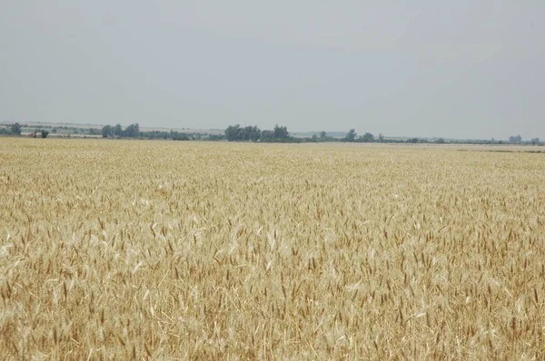 Kuzey Arjantin 'deki altın buğday tarlaları