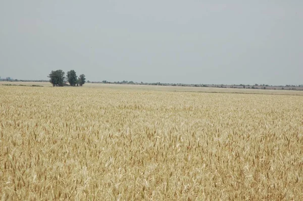 北アルゼンチンの黄金の麦畑 — ストック写真
