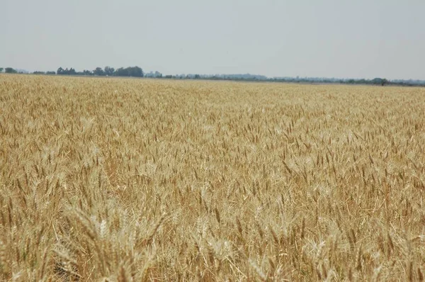Kuzey Arjantin 'deki altın buğday tarlaları