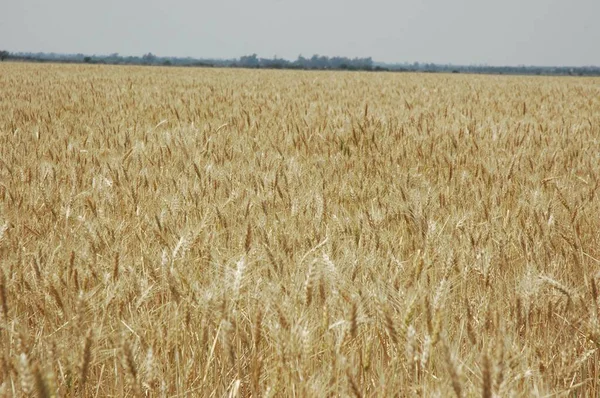 Kuzey Arjantin 'deki altın buğday tarlaları