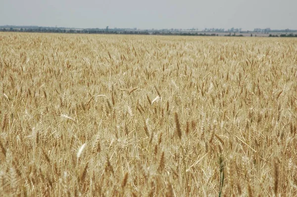 Golden Wheat Fields Northern Argentina — ストック写真