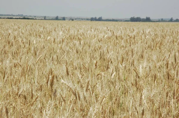 Kuzey Arjantin 'deki altın buğday tarlaları