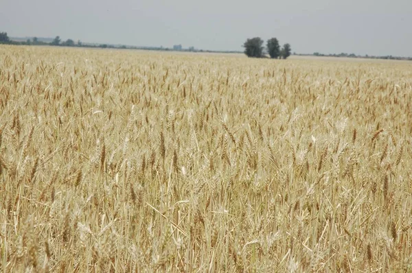 Gyllene Vetefält Norra Argentina — Stockfoto