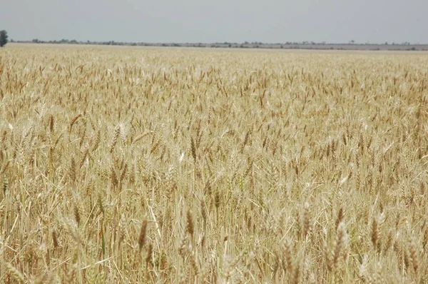 Kuzey Arjantin 'deki altın buğday tarlaları