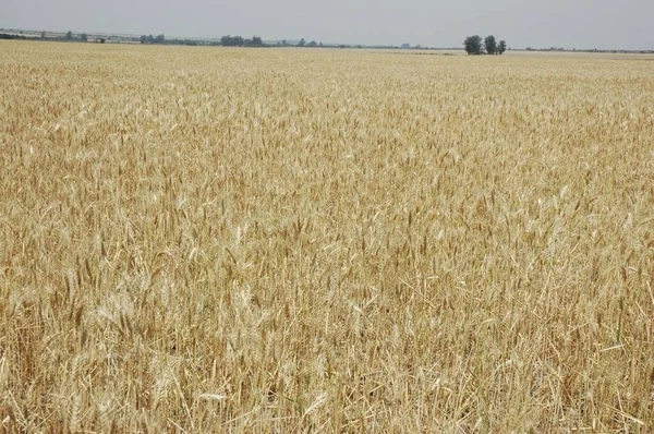 Kuzey Arjantin 'deki altın buğday tarlaları