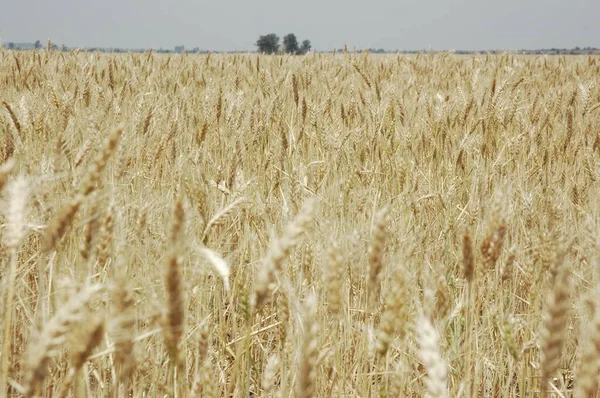 Campi Grano Dorato Nell Argentina Settentrionale — Foto Stock