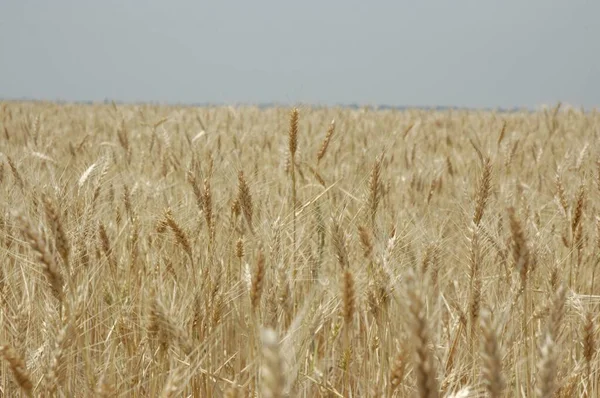 Kuzey Arjantin 'deki altın buğday tarlaları