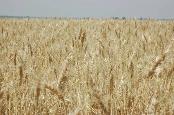 Kuzey Arjantin 'deki altın buğday tarlaları