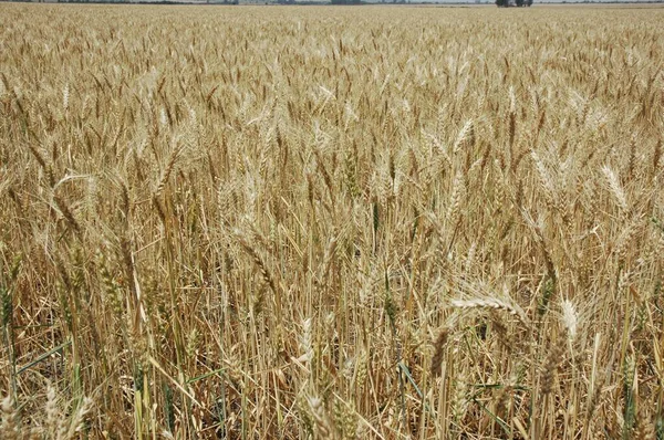 Kuzey Arjantin 'deki altın buğday tarlaları