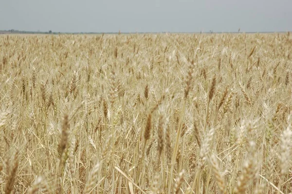Golden Wheat Fields Northern Argentina — Fotografia de Stock