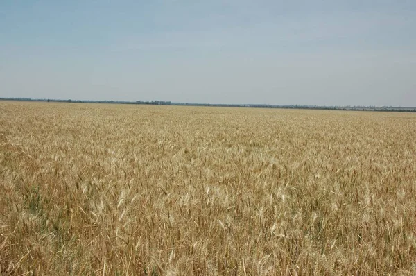 Kuzey Arjantin 'deki altın buğday tarlaları