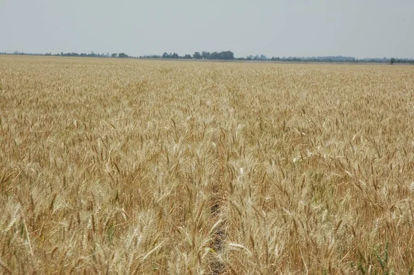 Golden Wheat Fields Northern Argentina — стоковое фото
