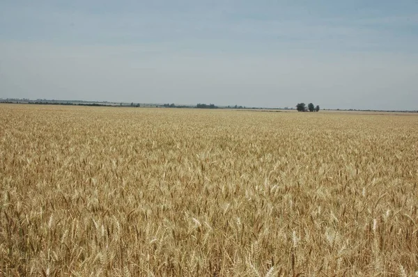 Kuzey Arjantin 'deki altın buğday tarlaları