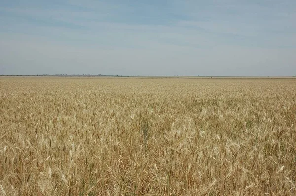 Kuzey Arjantin 'deki altın buğday tarlaları