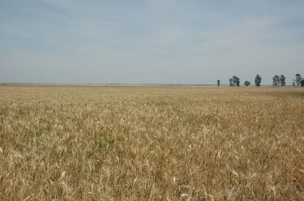Kuzey Arjantin 'deki altın buğday tarlaları