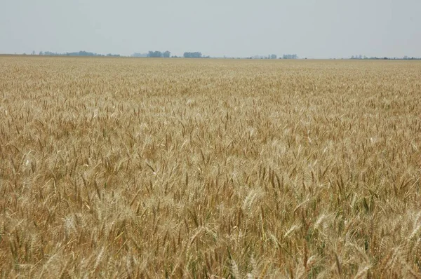 Gyllene Vetefält Norra Argentina — Stockfoto