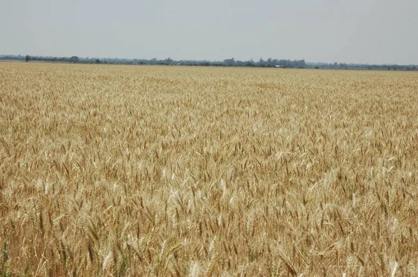 Campi Grano Dorato Nell Argentina Settentrionale — Foto Stock