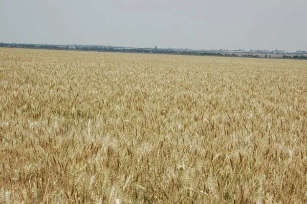 Kuzey Arjantin 'deki altın buğday tarlaları