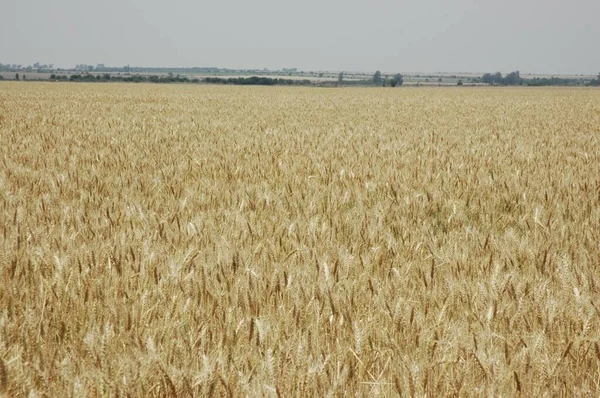 Golden Wheat Fields Northern Argentina — Zdjęcie stockowe