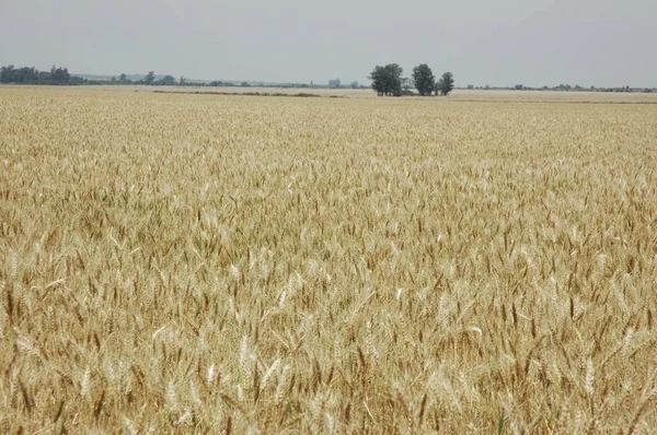 Kuzey Arjantin 'deki altın buğday tarlaları