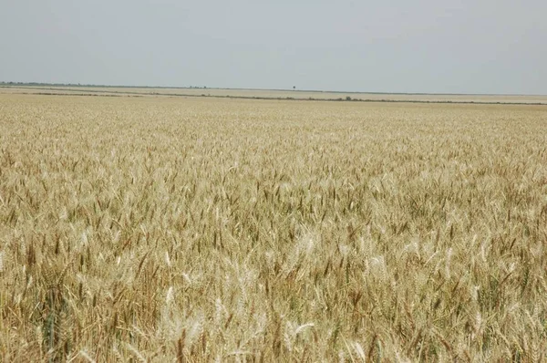 Campi Grano Dorato Nell Argentina Settentrionale — Foto Stock