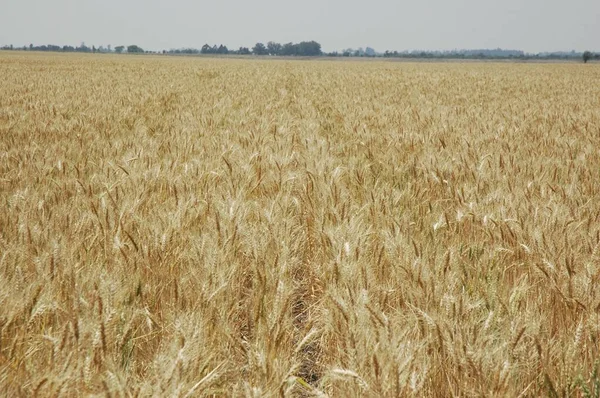 Kuzey Arjantin 'deki altın buğday tarlaları