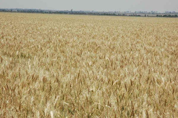 Golden Wheat Fields Northern Argentina — ストック写真